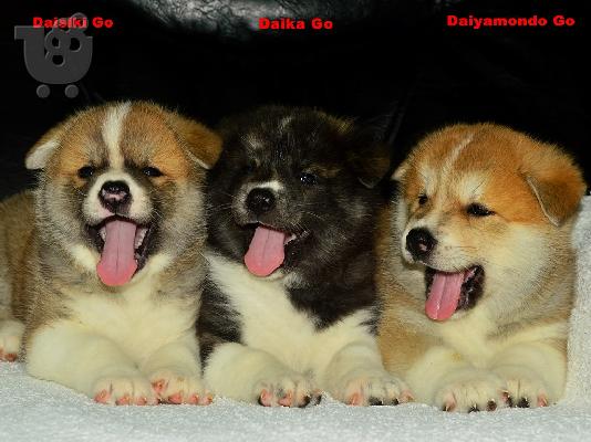 PoulaTo: Akita Inu κουτάβια προς πώληση